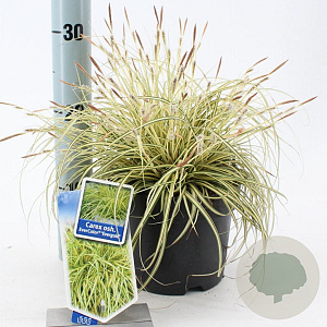 Carex oshim. 'Evergold' 20-25 cm 2,0L