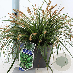 Carex oshim. 'Evergreen' 20-25 cm 2,0L