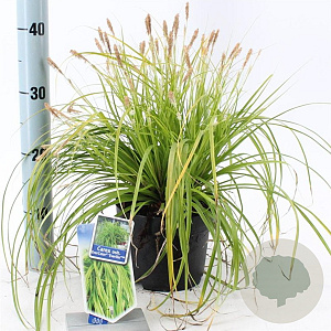Carex oshim. 'Everillo' 20-25 cm 2,0L