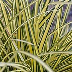 Carex oshim. 'Everoro' GM P9