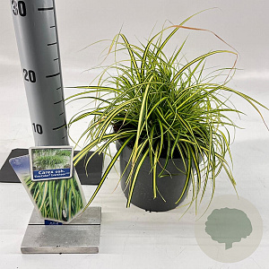 Carex oshim. 'Eversheen' 20-25 cm 2,0L
