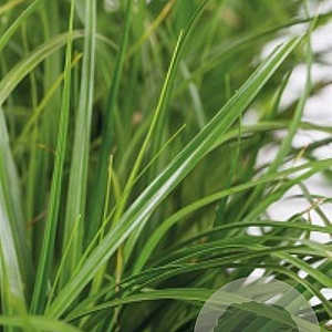 Carex oshim. 'Green Wonder' GM P9