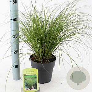 Carex 'Phoenix Green' 20-25 cm 2,0L