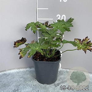 Geranium palustre GM 2,0L