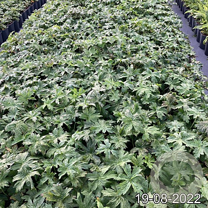Geranium palustre GM 2,0L