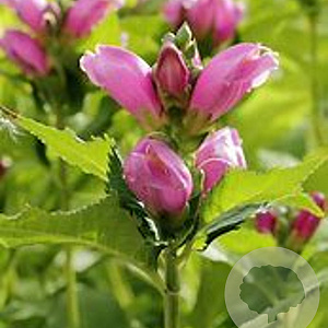 Chelone obliqua Speedy Turtle GM P9