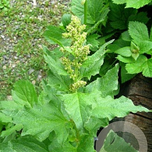 Chenopodium bonus-henricus GM P9