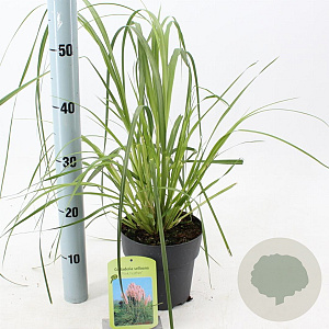 Cortaderia s. 'Pink Feather' 60-80 cm 2,0L