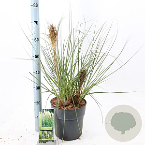 Cortaderia s. Tiny Pampa 50-60 cm 6,5L