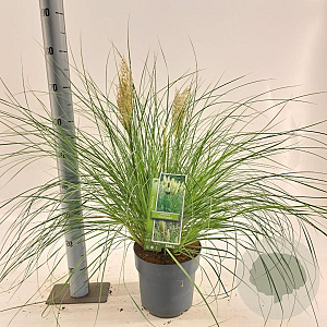 Cortaderia s. Tiny Pampa 50-60 cm 6,5L