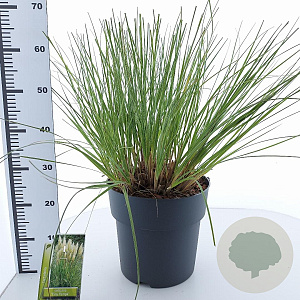 Cortaderia s. Tiny Pampa 50-60 cm 12L