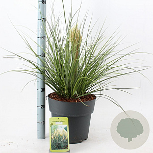 Cortaderia s. Tiny Pampa 50-60 cm 12L