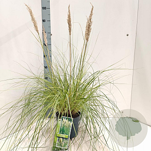 Cortaderia s. Tiny Pampa 60 cm 3,0L