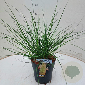 Cortaderia s. Tiny Pampa 60 cm 3,0L