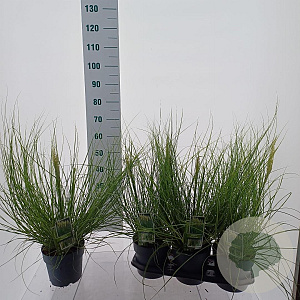 Cortaderia s. Tiny Pampa 60 cm 3,0L