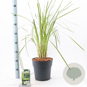 Cortaderia s. 'White Feather' 50-60 cm 5,0L