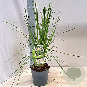 Cortaderia s. 'White Feather' 60-90 cm 2,0L