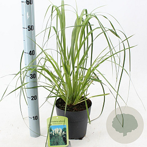 Cortaderia s. 'White Feather' 60-90 cm 2,0L