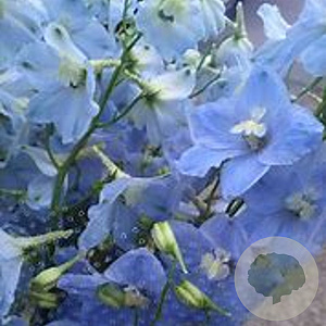 Delphinium (B) 'Ballkleid' GM  P11