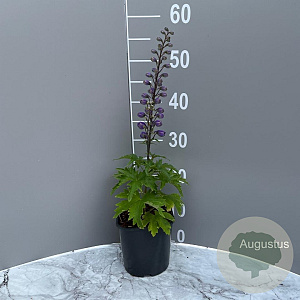 Delphinium (P) 'Black Knight' GM 2,0L