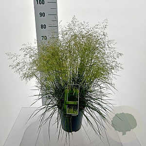 Deschampsia cesp. 'Tardiflora' 80-100 cm 12L