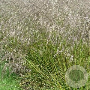 Deschampsia cesp. 'Tardiflora' GM P9