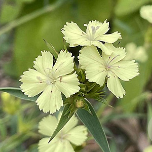 Dianthus knappii GM P9