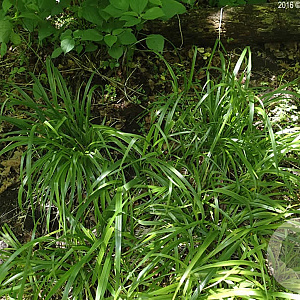 Diarrhena obovata GM P9