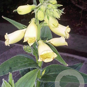 Digitalis grand. 'Creme Bell' GM 2,0L