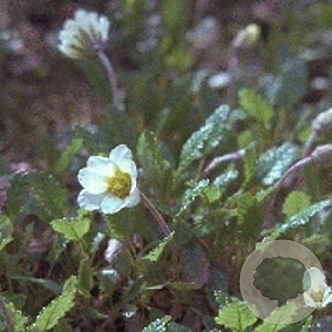 Dryas suendermannii GM P9