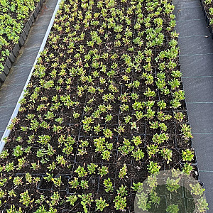 Dryas suendermannii GM P9