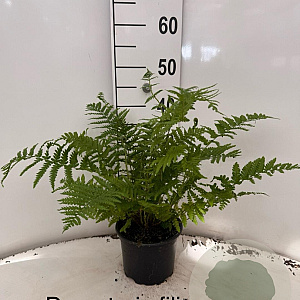 Dryopteris filix-mas 25-30 cm 2,0L