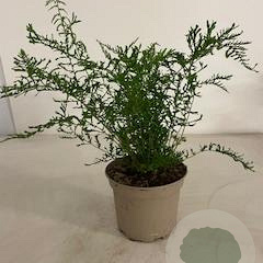 Dryopteris f.-m. 'Lin. Polydactyla' GM 2,0L