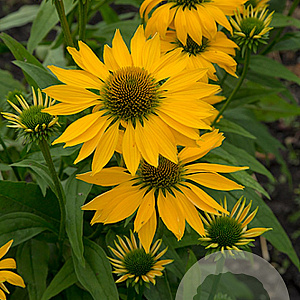 Echinacea 'Leilani' GM P9