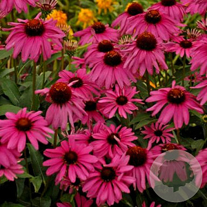 Echinacea 'Purple Emperor' GM P9