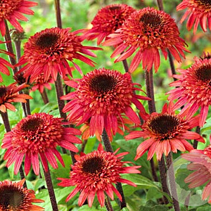 Echinacea 'Raspberry Truffle' GM P9
