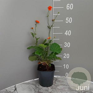 Geum 'Prinses Juliana' GM 2,0L