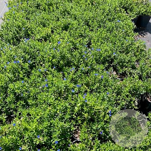 Lithodora d. 'Heavenly Blue' GM 2,0L