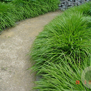 Hakonechloa macra GM P9