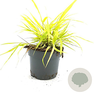 Hakonechloa macra 'All Gold' GM 2,0L