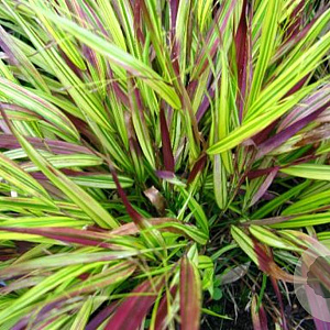 Hakonechloa macra 'Beni-kaze' GM 2,0L