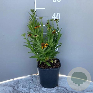 Helenium 'Short and Sassy' GM 2,0L