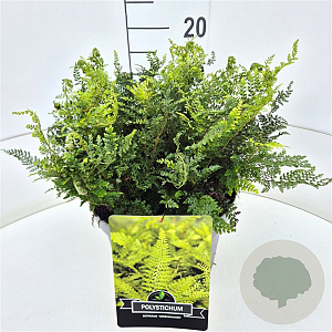 Polystichum set. 'Herrenhausen' 35-40 cm 10L
