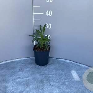 Helleborus foetidus GM 2,0L
