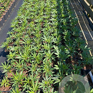 Helleborus foetidus GM 2,0L