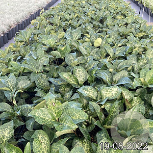 Helleborus er. Anna's Red GM 2,0L