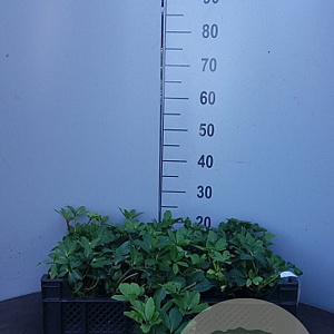 Helleborus niger GM P9