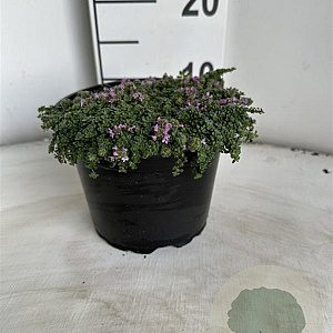Thymus praecox 'Minor' GM 2,0L