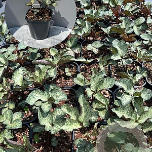 Helleborus 'Winter Moonbeam' GM 2,0L