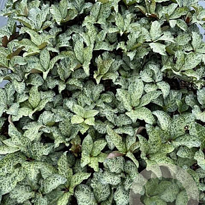 Helleborus 'Winter Moonbeam' GM 2,0L